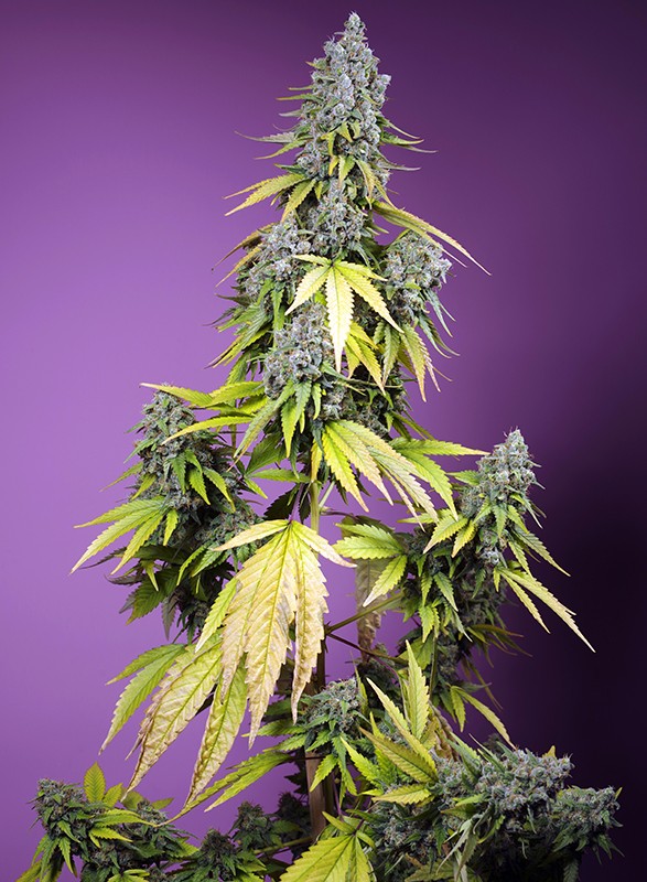 Jet_fuel_mandarine_xl_auto_Sweet_Seeds