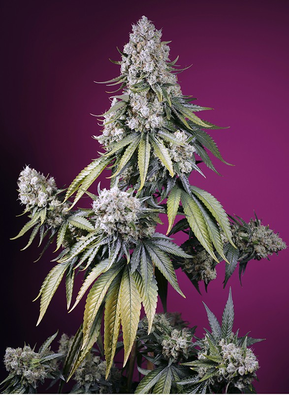 Jealousy_z_xl_auto_Sweet_Seeds