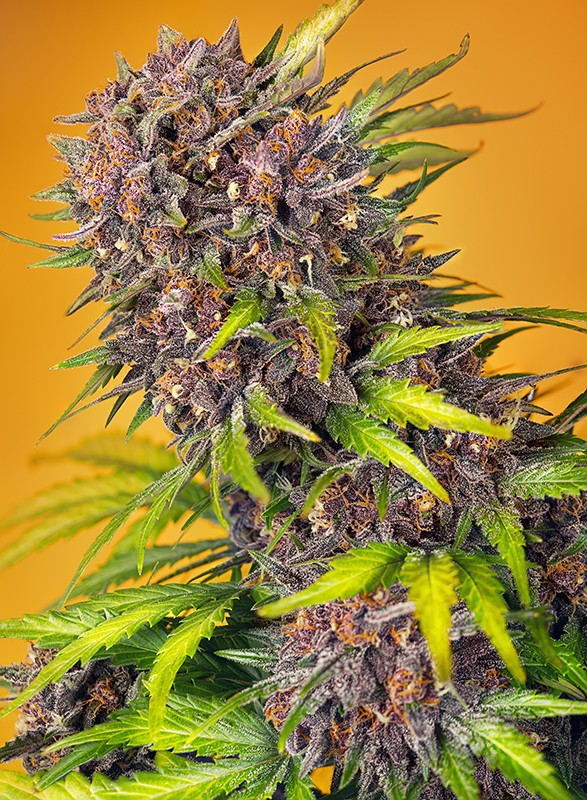 Diablo_Rojo_xl_auto_Sweet_Seeds