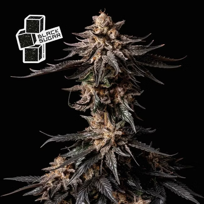 Black Sugar - Seedsman