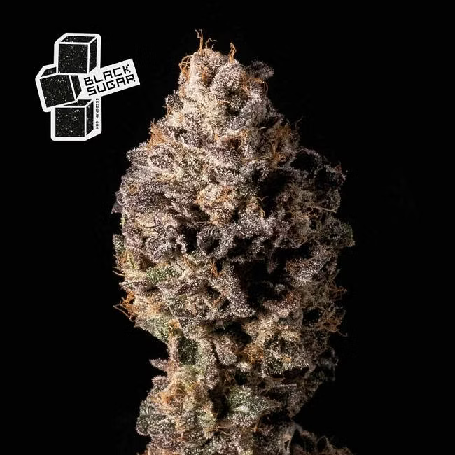 Black_Sugar_2_Seedsman