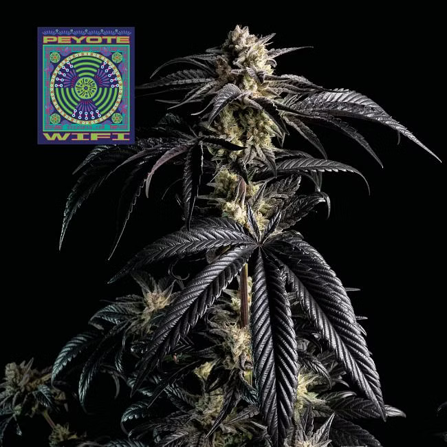 Peyote Wifi - Seedsman