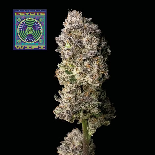 Peyotte_Wifi_Seedsman_2