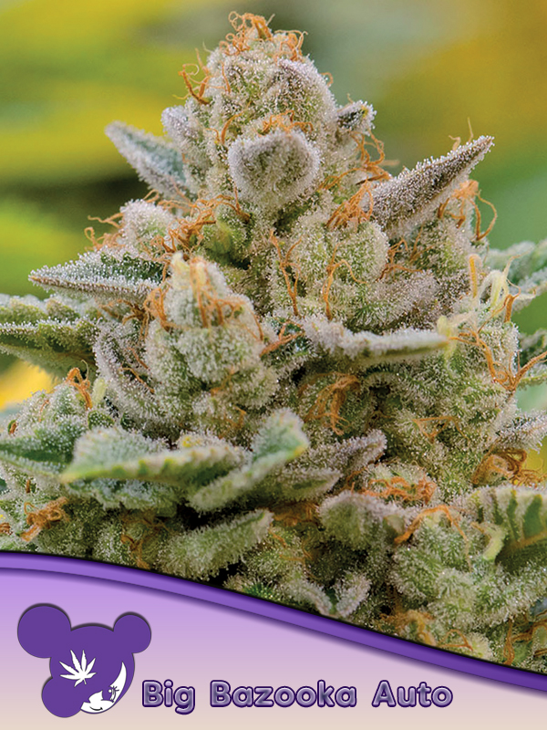 Big Bazooka Auto - Anesia Seeds