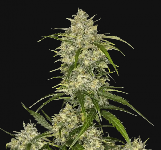 Sour_Jealousy_auto_fast_buds_1