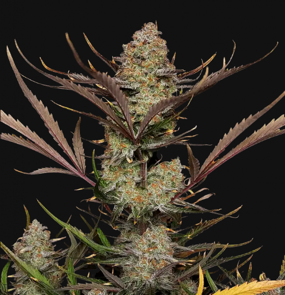 Apple_studel_auto_fast_buds