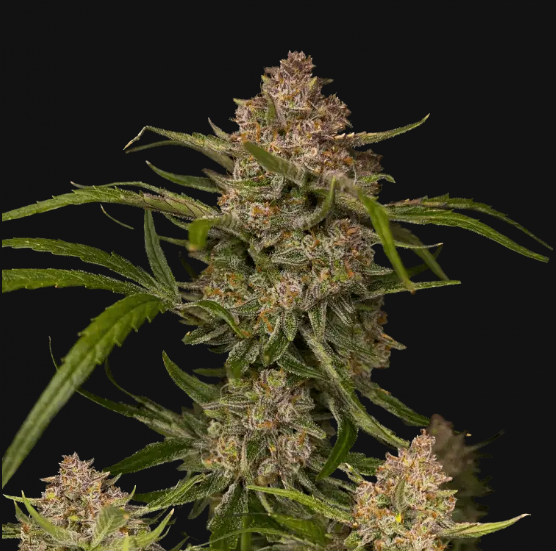 Guava_auto_fast_buds