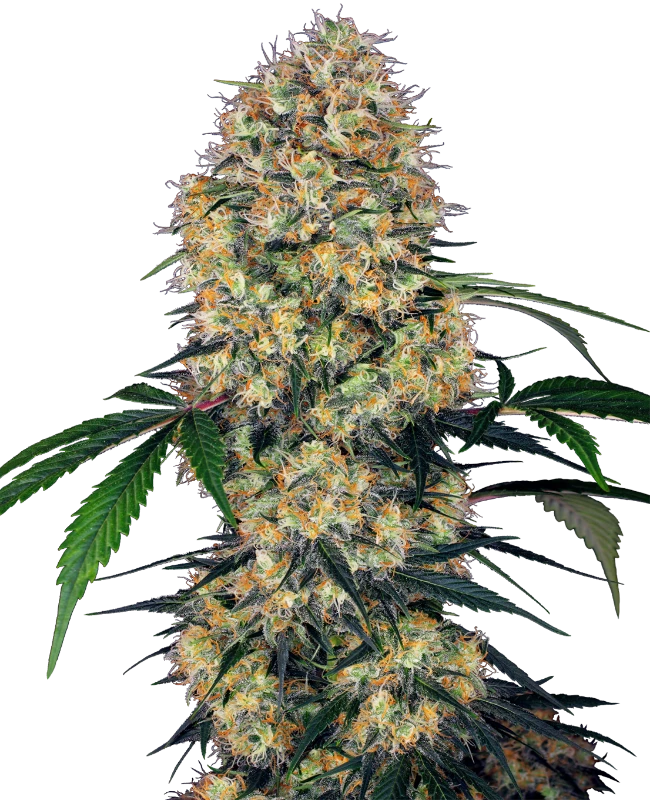 sensi_amnesia_xxl_Auto_Sensi_Seeds