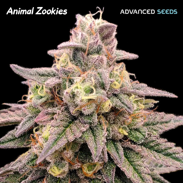 Animal_Zookies_Advanced_Seeds