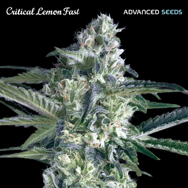 Critical_Lemon_Fast_Advanced_Seeds_1