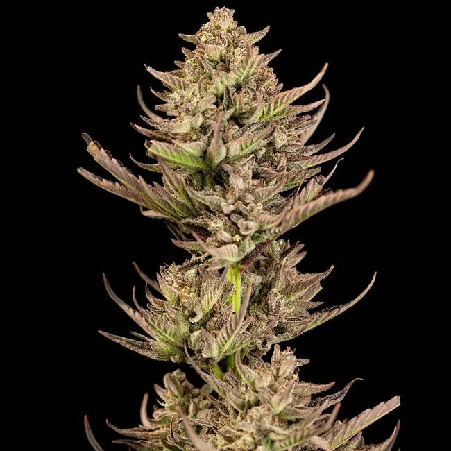 Purple_Punch_F1_Fast_Seedsman_Pack