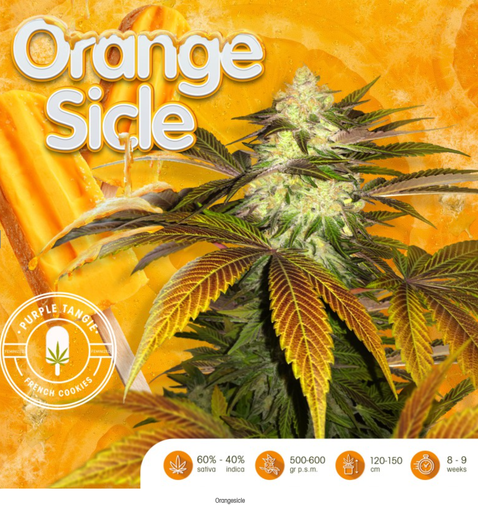 Orange_Sicle_TH_Seeds