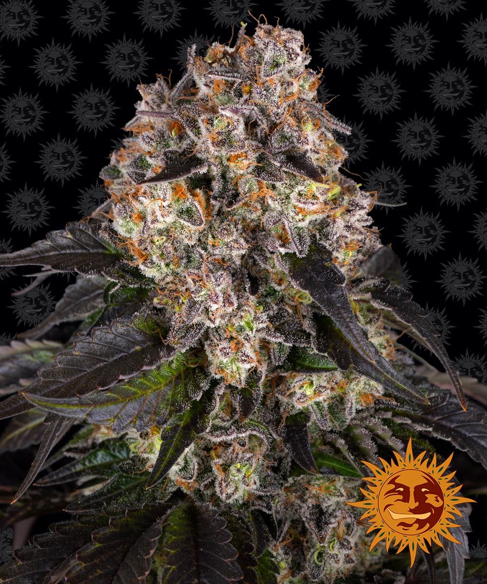 Girl_Scoot_Cookies_Barneys_Farm