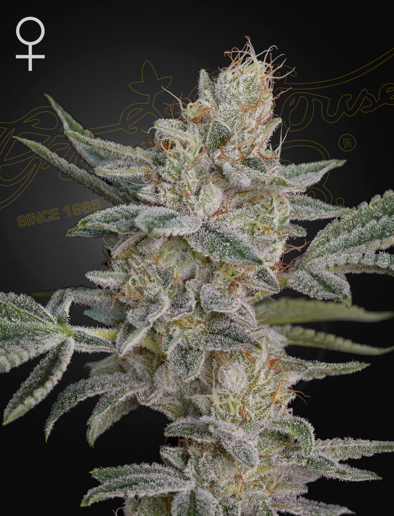 Super_Lemon Haze_x_RS11_Green_House_Seeds