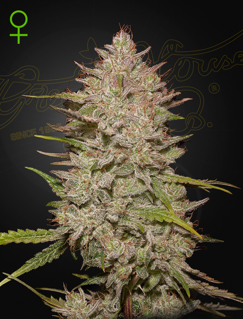 Chemical-Candy-Auto_Green_House_Seeds