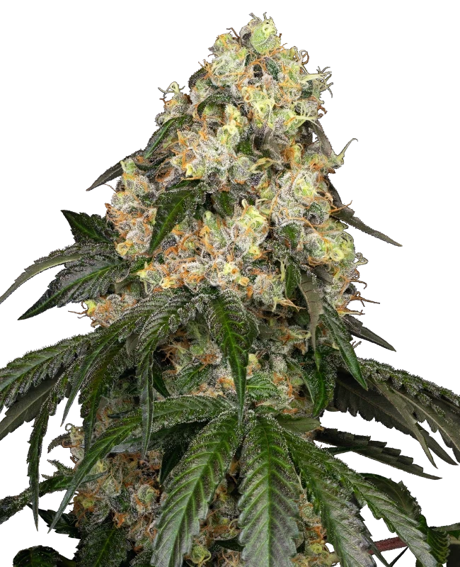 White_Biscotti_OG_XXL_Sensi_Seeds