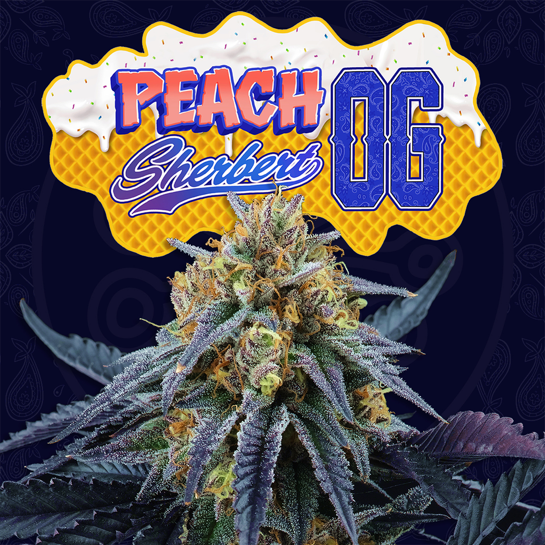 Peach Sherbert OG x6 + 3 Tropic'ozz / Perfect Tree Seed / Graines ...