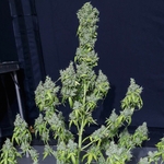 Magic_Tree_Auto_EVA_Seeds