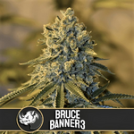 bruce banner 3 new