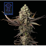 blue dream seedsman plante