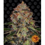 Shiskaberry_Barneys_Farm