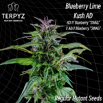 Blueberry_lime_kush_AD_regular_Terpyz_Mutant_Genetics