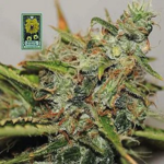 White_Widow_reg_Seedsman