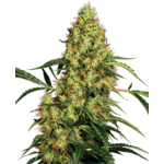 Mexican_Sativa_Sensi_Seeds