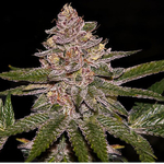 radical_juice_auto_ripper_seeds