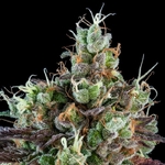 sour_ripper_ripper_seeds