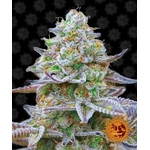 gorilla_zkittlez_barney's farm