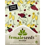 Mimosa_Champagne_FemaleSeeds_pack