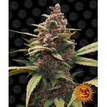 ayahuasca_purple_Barneys_Farm