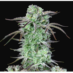 strawberry_Banana_fast_buds