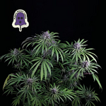 Purple_Ghost_Candy_Seedsman