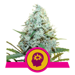 AMG_Royal_Quee_Seeds