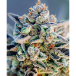 Top_Gun_Auto_Atlas_Seeds