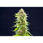 Cookies_Haze_Kannabia_Seeds