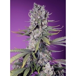 Papaya_Zoap_f1_fast_version_Sweet_Seeds