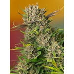 Papaya_Zoap_Auto_Sweet_Seeds