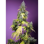 Jet_fuel_mandarine_xl_auto_Sweet_Seeds