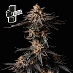 Black_Sugar_Seedsman