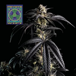 Peyote_Wifi_Seedsman