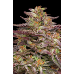 Cob_Salad_Humboldt_Seed_Company_1