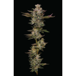 donutz_humboldt_seed_company_2