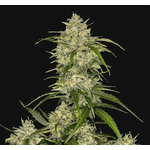 Sour_Jealousy_auto_fast_buds_1