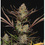 Apple_studel_auto_fast_buds