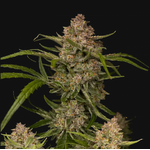 Guava_auto_fast_buds