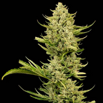 Tangerine_Snow_F1_Seedsman_2