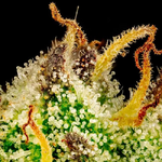 Cherry_punch_F1_Seedsman_2